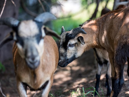 Kamerunschafe am Embachhof – Naturresort Puradies, Leogang Kamerunschafe im Schatten, Embachhof Puradies Leogang