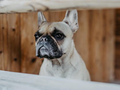 Französische Bulldogge im Naturresort Puradies, Leogang, Salzburger Land Französische Bulldogge im Naturresort Puradies, Leogang