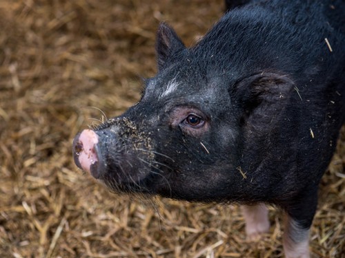 Hängebauchschwein am Embachhof – Naturresort Puradies, Leogang Hängebauchschwein auf Stroh, Embachhof Puradies Leogang