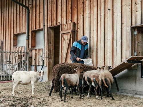 Wasti Madreiter füttert Schafe am Bio-Bauernhof Embachhof, Puradies Leogang