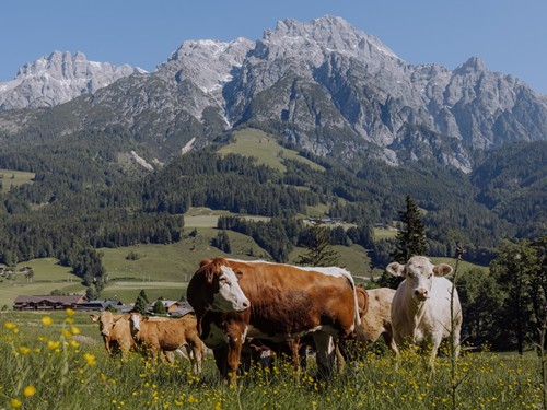 Kühe auf der Almwiese vor den Leoganger Steinbergen Rinderherde auf einer Wiese vor den Leoganger Steinbergen im Sommer.