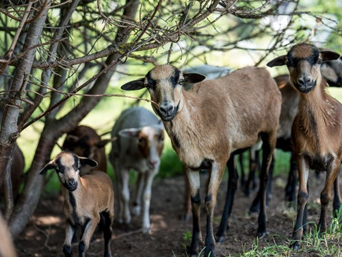 Kamerunschafe am Embachhof – Naturresort Puradies, Leogang Kamerunschafe im Schatten, Embachhof Puradies Leogang