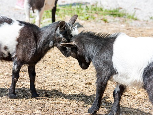Neugeborene Ziegen im Streichelzoo des Embachhofs – Naturresort Puradies, Leogang Neugeborene Ziegen spielen im Embachhof, Puradies Leogang