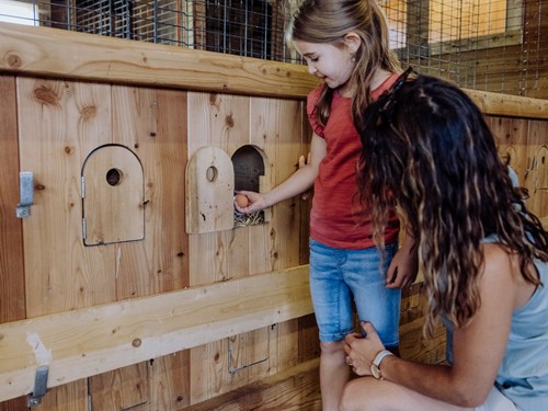 Kind entdeckt frische Eier am Bauernhof im Naturresort Puradies Kind und Begleitperson entnehmen ein Ei aus dem Legenest im Hühnerstall.