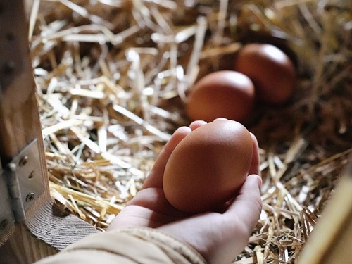Frische Eier aus dem Hühnerstall im Naturresort Puradies Hand nimmt ein frisches Ei aus einem Nest im Hühnerstall des Naturresorts Puradies.