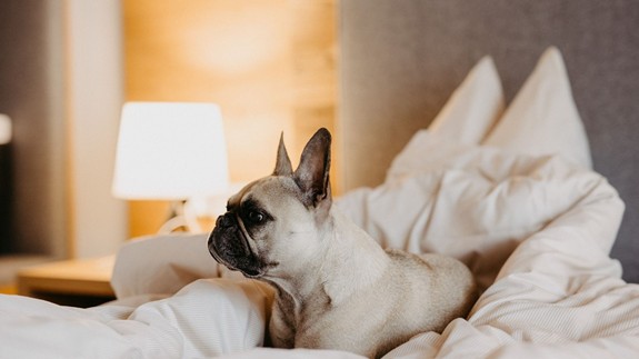 French Bulldog on bed in hotel room, Puradies Leogang
